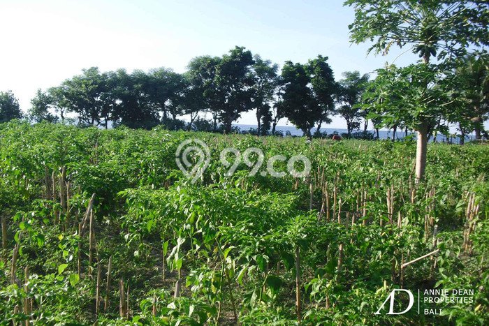 Dijual Tanah 56400m2 di Singaraja, Buleleng Dijual Tanah 56400m2 di Singaraja, Buleleng