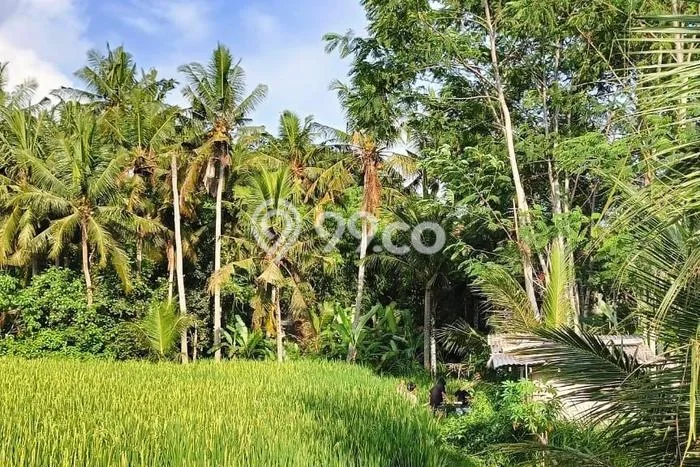 Disewakan Tanah di Ubud Luas 978m2 SHM Disewakan Tanah di Ubud Luas 978m2 SHM