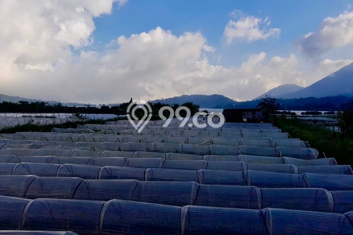 Kavling Tanah untuk Dijual di Bedugul, Tabanan, Luas 4200m2 Kavling Tanah untuk Dijual di Bedugul, Tabanan, Luas 4200m2