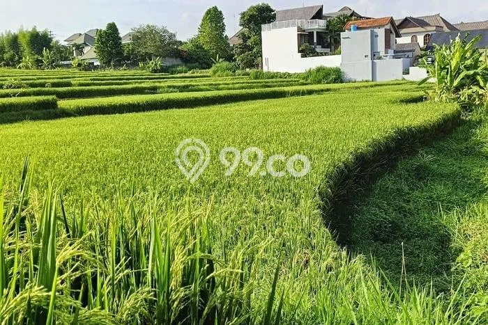 Disewakan Tanah di Ubud Luas 978m2 SHM Disewakan Tanah di Ubud Luas 978m2 SHM