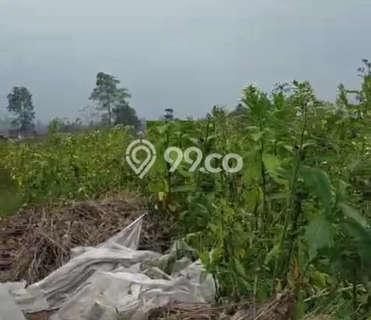 Tanah Dijual Lokasi Ngablak, Magelang Luas 1000m2 Legalitas Aman Tanah Dijual Lokasi Ngablak, Magelang Luas 1000m2 Legalitas Aman