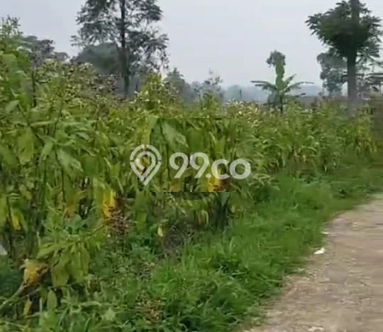 Tanah Dijual Lokasi Ngablak, Magelang Luas 1000m2 Legalitas Aman Tanah Dijual Lokasi Ngablak, Magelang Luas 1000m2 Legalitas Aman