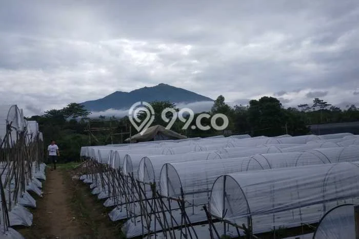 Tanah untuk Dijual di Ngablak Magelang Luas 12500m2 Tanah untuk Dijual di Ngablak Magelang Luas 12500m2