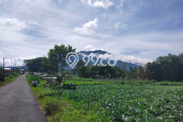 Tanah Dijual Lokasi Ngablak, Magelang dengan Luas Tanah 1500m2 dan Status SHM Tanah Dijual Lokasi Ngablak, Magelang dengan Luas Tanah 1500m2 dan Status SHM
