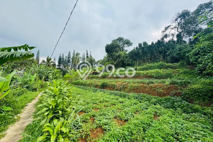 Tanah Dijual Area Strategis di Cipayung Bogor 3000m2 Tanah Dijual Area Strategis di Cipayung Bogor 3000m2