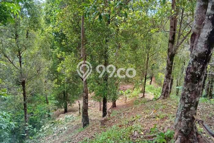 Untuk Dijual Tanah di Cisolok Sukabumi Luas 15000m2 AJB Untuk Dijual Tanah di Cisolok Sukabumi Luas 15000m2 AJB