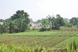 Kavling Tanah Dijual di Bogor Barat Bogor Spesifikasi 90134m2 Kavling Tanah Dijual di Bogor Barat Bogor Spesifikasi 90134m2