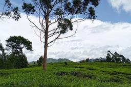 Lahan untuk Dijual Lokasi Ciwidey, Bandung Luas 3302m2 SHM Lahan untuk Dijual Lokasi Ciwidey, Bandung Luas 3302m2 SHM