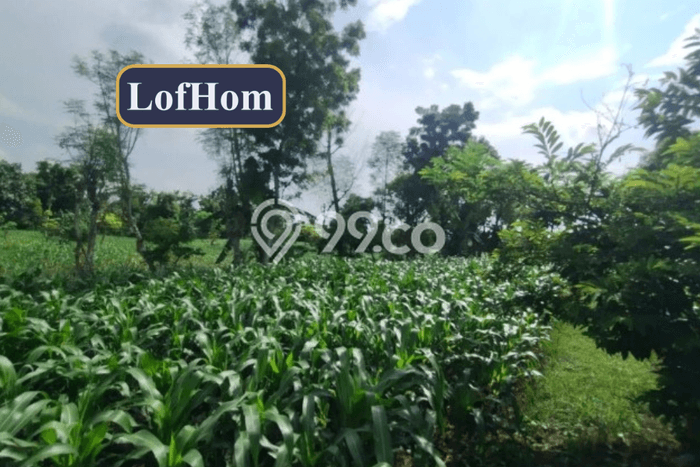 Lahan Investasi Lokasi Bluto Sumenep SHM Lahan Investasi Lokasi Bluto Sumenep SHM