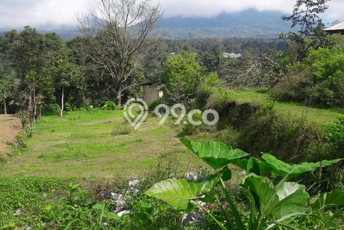 Untuk Dijual Tanah 2500m2 di Bedugul, Tabanan Untuk Dijual Tanah 2500m2 di Bedugul, Tabanan