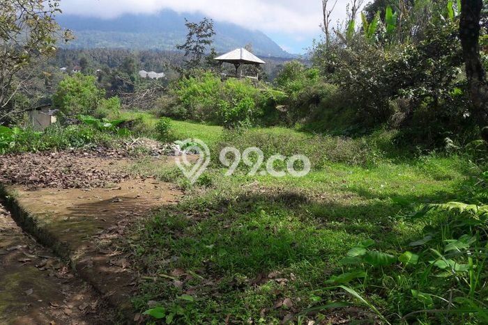 Untuk Dijual Tanah 2500m2 di Bedugul, Tabanan Untuk Dijual Tanah 2500m2 di Bedugul, Tabanan