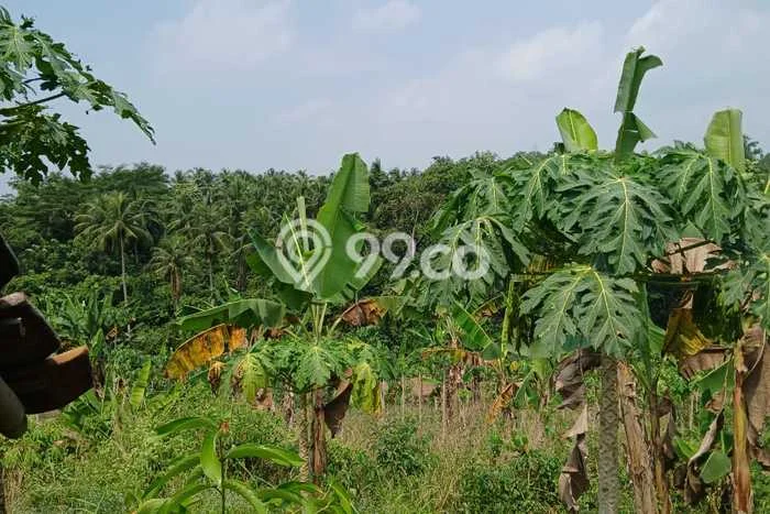 Tanah Dijual Lokasi Kalanganyar, Lebak Luas 118000m2 Legalitas Aman Tanah Dijual Lokasi Kalanganyar, Lebak Luas 118000m2 Legalitas Aman