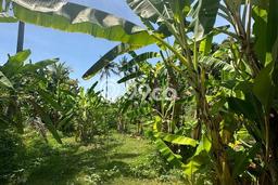 Tanah Kavling Dijual di Buleleng dengan Spesifikasi 1210m2 Tanah Kavling Dijual di Buleleng dengan Spesifikasi 1210m2