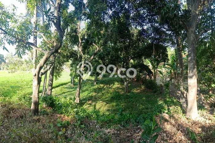 Tanah Kavling Dijual di Buleleng dengan Spesifikasi 1640m2 Tanah Kavling Dijual di Buleleng dengan Spesifikasi 1640m2