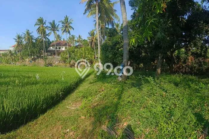 Tanah Kavling Dijual di Buleleng dengan Spesifikasi 1640m2 Tanah Kavling Dijual di Buleleng dengan Spesifikasi 1640m2