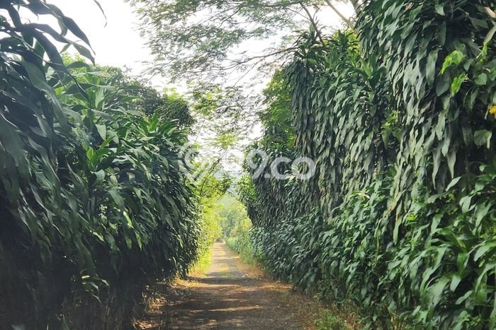 LOKASI STRATEGIS! Tanah Kawasan Subang, Luas 256886m2m², Jalur Strategis LOKASI STRATEGIS! Tanah Kawasan Subang, Luas 256886m2m², Jalur Strategis