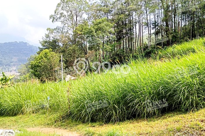 Tanah Strategis Dijual di Bumiaji Batu 2934m2 Tanah Strategis Dijual di Bumiaji Batu 2934m2