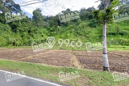 Jarang Ada! Tanah di Ngantang Punya Luas 3050m2 SHM Jarang Ada! Tanah di Ngantang Punya Luas 3050m2 SHM