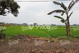 Lahan untuk Dijual di Singosari Malang Luas 5115m2 Lahan untuk Dijual di Singosari Malang Luas 5115m2
