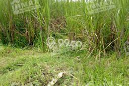 Untuk Dijual Tanah di Wagir Malang Luas 21205m2 SHM Untuk Dijual Tanah di Wagir Malang Luas 21205m2 SHM