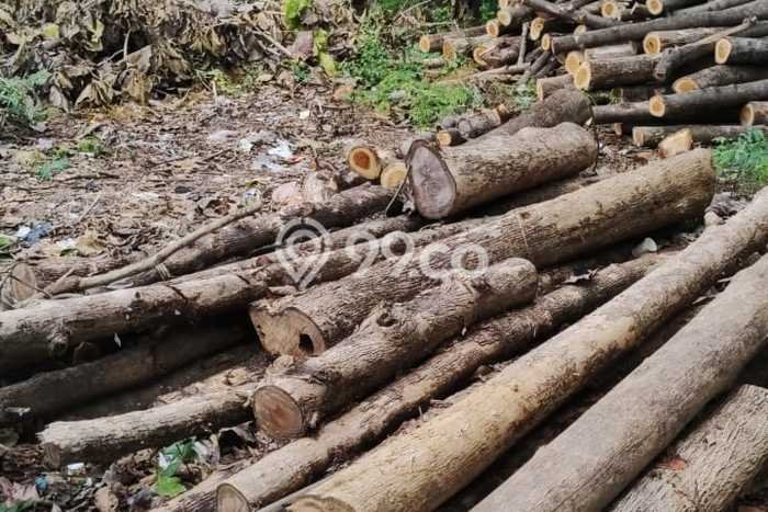 Tanah Dijual Area Strategis di Singaraja Buleleng 1000m2 Tanah Dijual Area Strategis di Singaraja Buleleng 1000m2