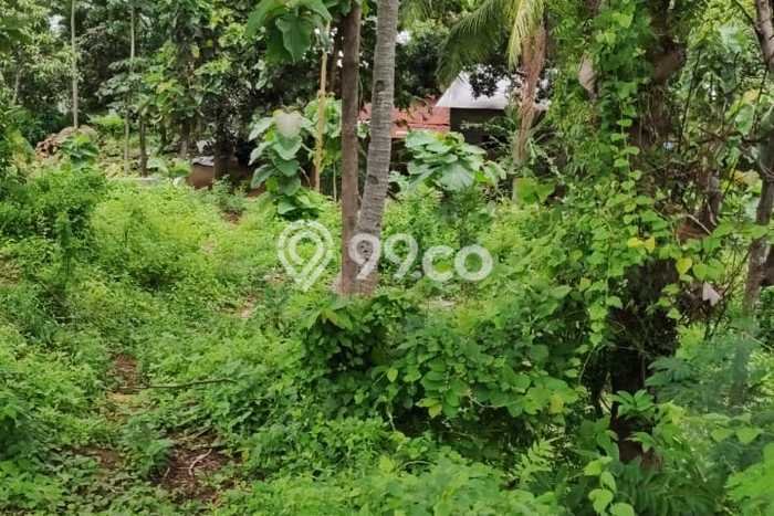 Tanah Dijual Area Strategis di Singaraja Buleleng 1000m2 Tanah Dijual Area Strategis di Singaraja Buleleng 1000m2