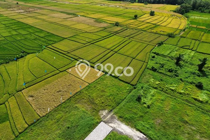 Tanah Kavling Dijual di Kedungu, Tabanan dengan Luas Tanah 555m2 Tanah Kavling Dijual di Kedungu, Tabanan dengan Luas Tanah 555m2