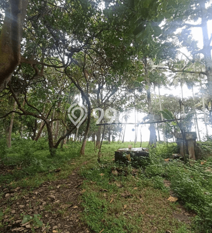 Kavling Tanah di Buleleng Dijual Luas 16800m2 Legalitas SHM Kavling Tanah di Buleleng Dijual Luas 16800m2 Legalitas SHM