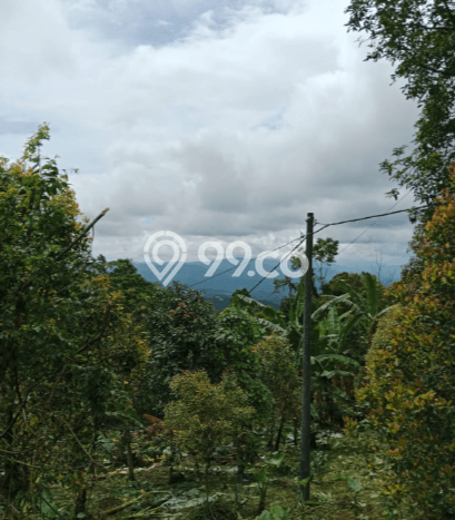 Tanah Dijual Area Strategis di Munduk Buleleng 2900m2 Tanah Dijual Area Strategis di Munduk Buleleng 2900m2