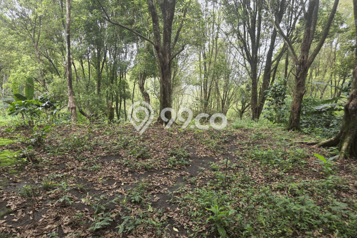 Dijual Tanah Lokasi Munduk, Buleleng Seluas 12600m2 Dijual Tanah Lokasi Munduk, Buleleng Seluas 12600m2