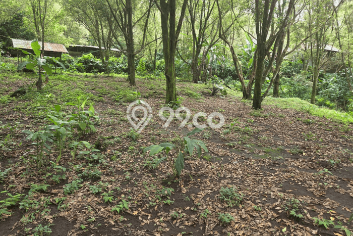 Dijual Tanah Lokasi Munduk, Buleleng Seluas 12600m2 Dijual Tanah Lokasi Munduk, Buleleng Seluas 12600m2