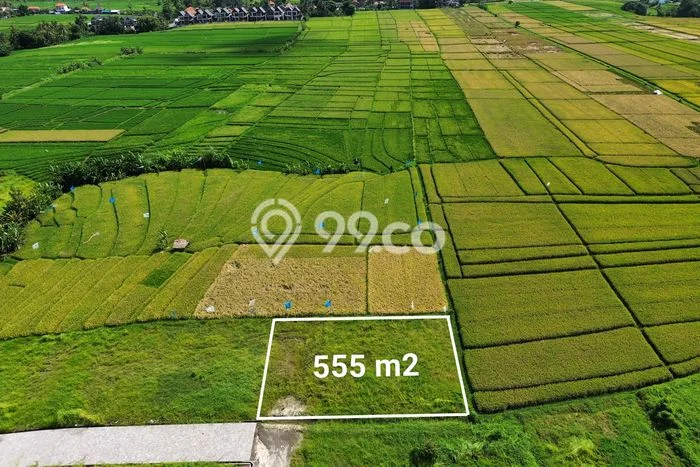 Tanah Kavling Dijual di Kedungu, Tabanan dengan Luas Tanah 555m2 Tanah Kavling Dijual di Kedungu, Tabanan dengan Luas Tanah 555m2