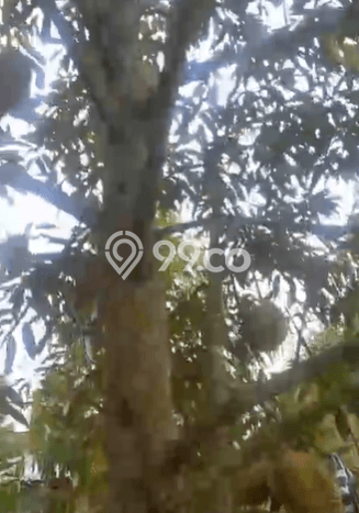 Kavling Tanah di Buleleng Dijual Luas 3300m2 Legalitas SHM Kavling Tanah di Buleleng Dijual Luas 3300m2 Legalitas SHM