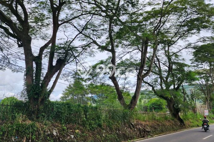 Jarang Ada! Tanah di Lembang Punya Luas 7800m2 SHM Jarang Ada! Tanah di Lembang Punya Luas 7800m2 SHM