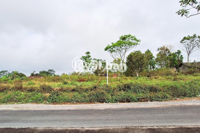 Tanah Komersial Dijual di Kintamani Bangli 3700m2 Tanah Komersial Dijual di Kintamani Bangli 3700m2
