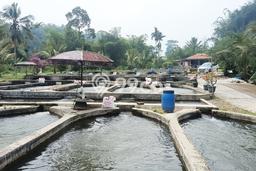 Lahan untuk Dijual Lokasi Pamijahan, Bogor Luas 17179m2 - Lahan untuk Dijual Lokasi Pamijahan, Bogor Luas 17179m2 -