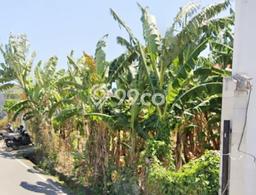 Dijual Tanah Lokasi Canggu, Badung Seluas 1000m2 Dijual Tanah Lokasi Canggu, Badung Seluas 1000m2
