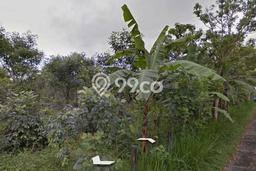 Tanah Kavling untuk Dijual di Kintamani Bangli 5000m2 Tanah Kavling untuk Dijual di Kintamani Bangli 5000m2
