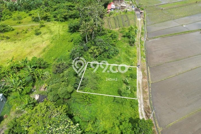 Dijual Tanah Lokasi Kedungu, Tabanan Seluas 245m2 Dijual Tanah Lokasi Kedungu, Tabanan Seluas 245m2