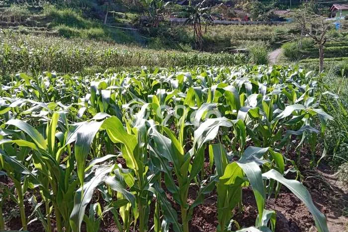 Lahan Kosong Dijual di Batu dengan Area 1004m2 Lahan Kosong Dijual di Batu dengan Area 1004m2