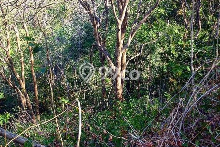 Tanah Dijual Area Strategis di Sekotong Tengah Lombok Barat 370000m2 Tanah Dijual Area Strategis di Sekotong Tengah Lombok Barat 370000m2