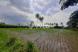 Untuk Dijual Tanah di Jabung Malang Luas 4202m2 SHM Untuk Dijual Tanah di Jabung Malang Luas 4202m2 SHM