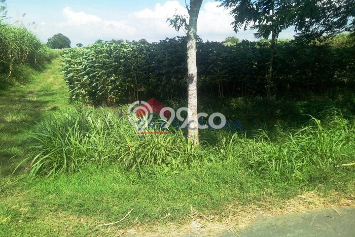 Untuk Dijual Tanah di Ngadiluwih Kediri Luas 10800m2 SHM Untuk Dijual Tanah di Ngadiluwih Kediri Luas 10800m2 SHM