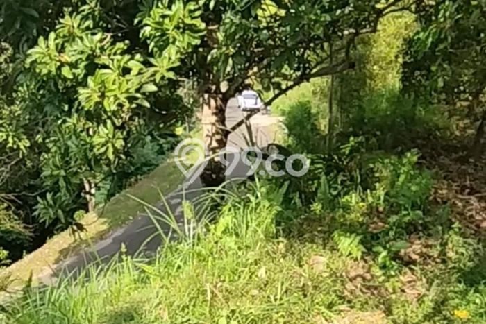 Tanah Kavling Dijual di Sekumpul, Buleleng dengan Luas Tanah 1900m2 Tanah Kavling Dijual di Sekumpul, Buleleng dengan Luas Tanah 1900m2
