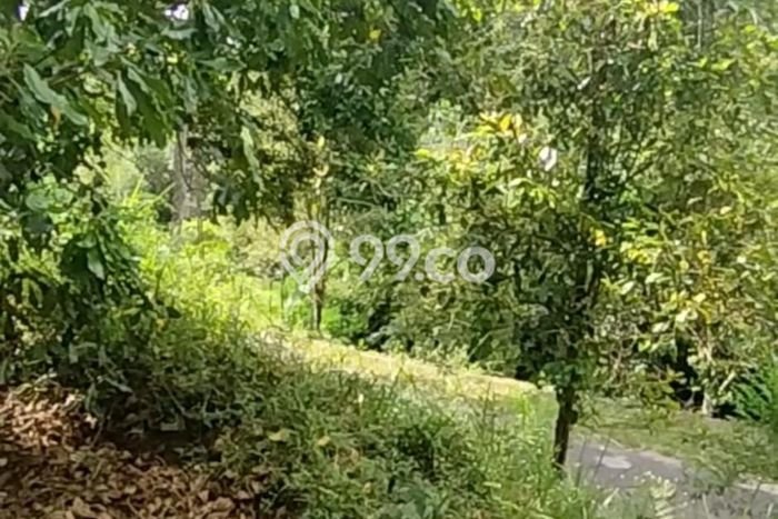 Tanah Kavling Dijual di Sekumpul, Buleleng dengan Luas Tanah 1900m2 Tanah Kavling Dijual di Sekumpul, Buleleng dengan Luas Tanah 1900m2