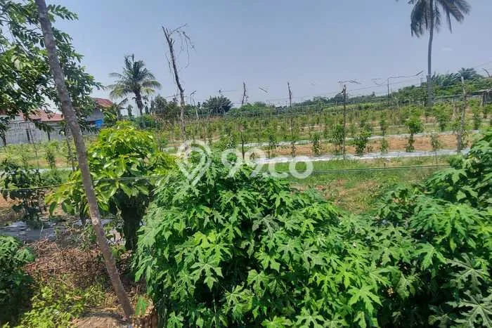 Tanah untuk Dijual Lokasi Marpoyan Damai, Pekanbaru Luas 962m2 SHM Tanah untuk Dijual Lokasi Marpoyan Damai, Pekanbaru Luas 962m2 SHM
