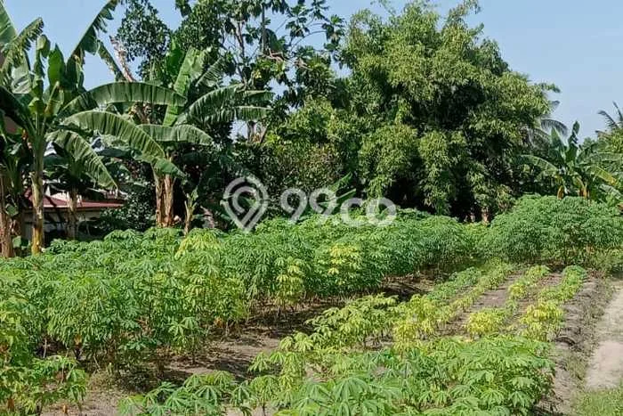 Kavling Tanah di Bukit Raya Dijual Luas 1870m2 Legalitas SHM Kavling Tanah di Bukit Raya Dijual Luas 1870m2 Legalitas SHM