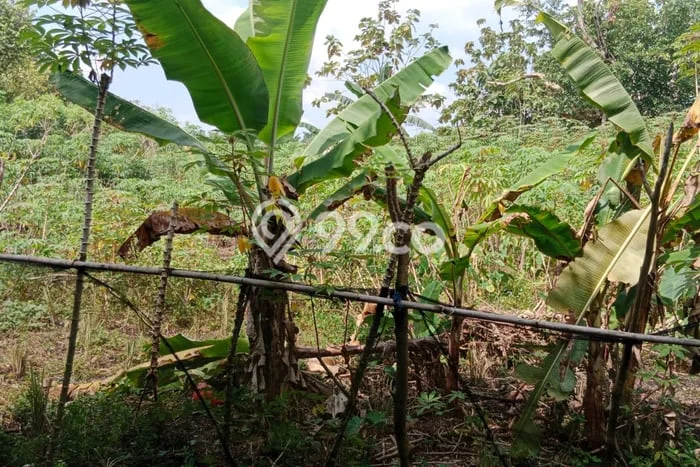 Dijual Tanah Lokasi Kubang, Pekanbaru Seluas 762m2 Dijual Tanah Lokasi Kubang, Pekanbaru Seluas 762m2