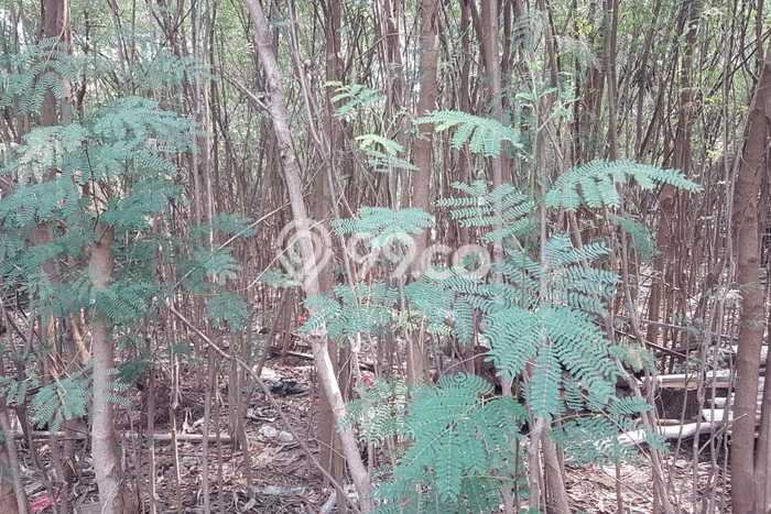 Lahan Dijual Lokasi Strategis di Jakarta Utara dengan Luas 555m2 Lahan Dijual Lokasi Strategis di Jakarta Utara dengan Luas 555m2