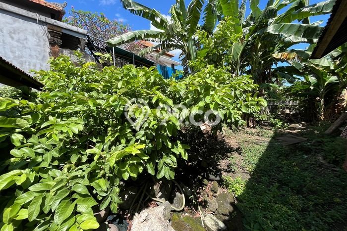 For Rent Tanah Premium Kawasan Canggu, Luas 200m², Akses ke Canggu, Badung, Badung For Rent Tanah Premium Kawasan Canggu, Luas 200m², Akses ke Canggu, Badung, Badung